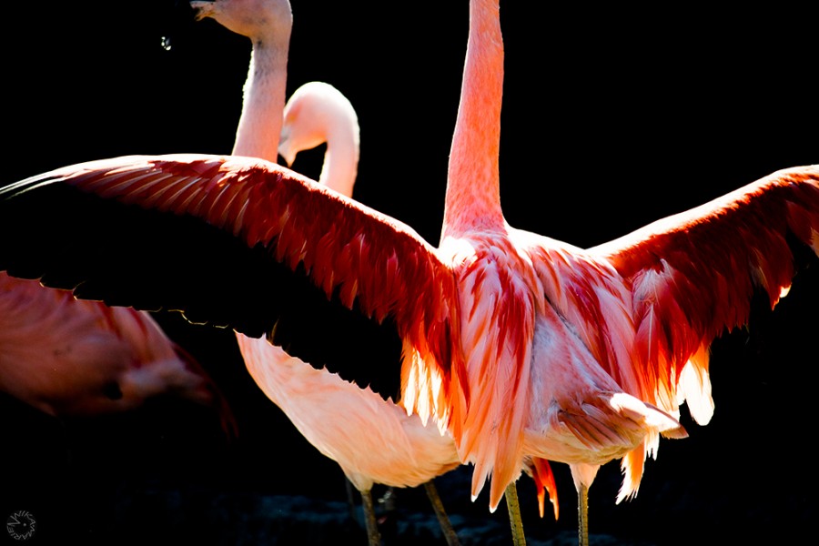 Chilean flamingo (Phoenicopterus chilensis) (Galapagos) 